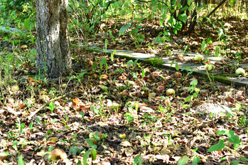 Obraz premium Fallen apples and dry leaves lie on the ground under the tree