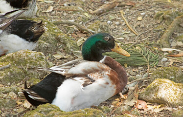 duck in the water