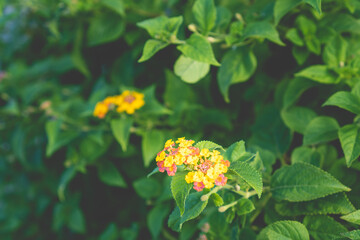 金武町-新開地【沖縄】