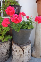 flowers in pots