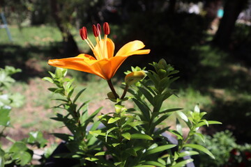 Obraz premium orange tiger lily