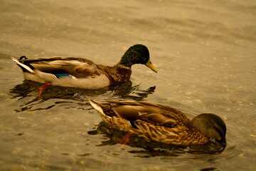 Duck and birds in Kirkland Water Front