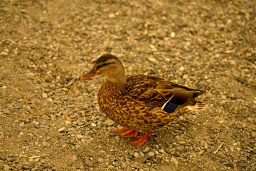 Duck and birds in Kirkland Water Front