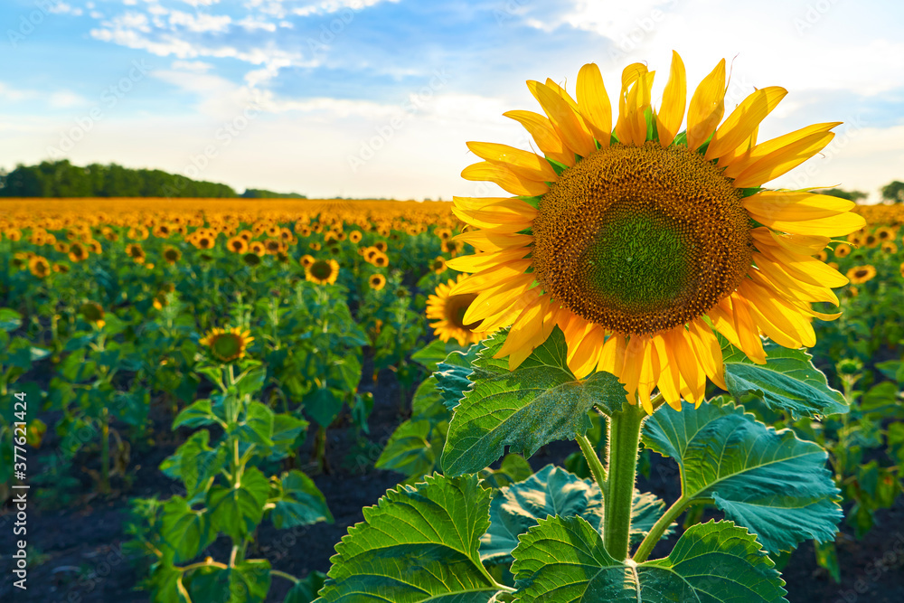 Wall mural bright sunflower field, a beautiful landscape on a summer day