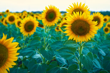 Fototapeta premium bright sunflower field, a beautiful landscape on a summer day