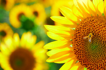Naklejka premium sunflower - bright field with yellow flowers, beautiful summer landscape