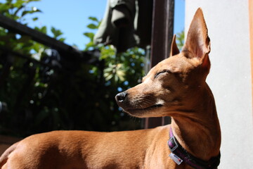 young specimen puppy dog ​​breed. pet in the terrace of the house where he lives proud. female zwerg pinscher red or brown color