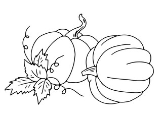 Two pumpkins drawn in outline doodle style.  The composition for balance is complemented by leaves and tendrils.  Vector illustration .  For the design of advertising, label, postcards, shop.
