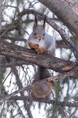 The squirrel sits on a fir branches in the winter or autumn.