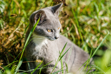 The Gray kitten playing in the grass.