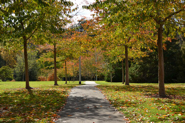 path in autumn fall park