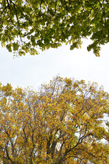 autumn leaves on a tree against sky background