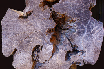 ド～ンと置かれた樹齢数百年以上といわれる大木の年輪