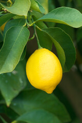 レモン畑　瀬戸内海　広島県尾道市瀬戸田　日本