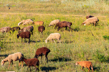 Flock of sheep grazing on a green meadow