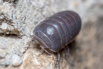 Roly poly bug, Armadillidium vulgare, walking on a concrete floor under the sun