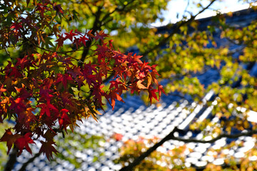 京都大本山天龍寺の紅葉し始めた日本庭園と屋根瓦の風景