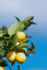 レモン畑　瀬戸内海　広島県尾道市瀬戸田　日本