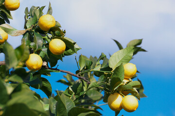 レモン畑　瀬戸内海　広島県尾道市瀬戸田　日本