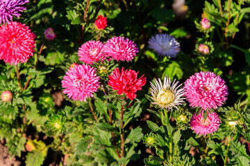 Multicolored asters on flower bed in the garden