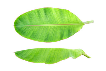 Obraz premium The top view and sides of the banana plant tree leaves on a white background.