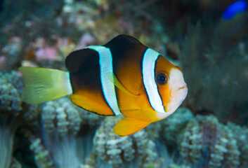 Naklejka na ściany i meble Anemonefish - clown fish - Amphiprion clarkii. Underwater world of Tulamben, Bali, Indonesia.