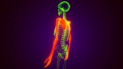 Human Skeleton System Upper Limbs Skeletal Anatomy 3D Illustration
