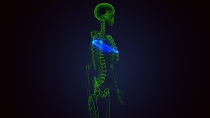 Human skeleton anatomy Rib Cage 9th Bone 3D Rendering .