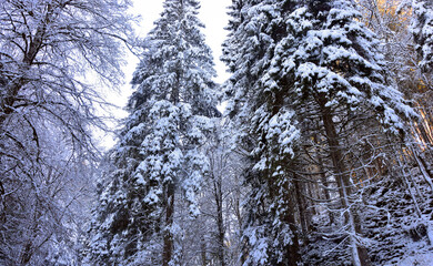 snow covered trees