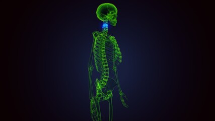 3d render of human skeleton cervical vertebrae anatomy