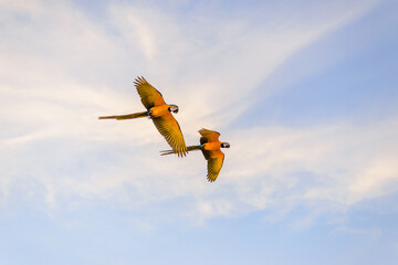 two macaw flying freedom in the sky