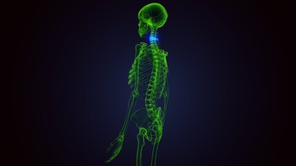 3d render of human skeleton cervical vertebrae bone anatomy
