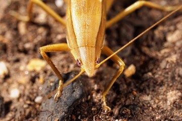ブラウンカラ―のバッタのスーパークローズアップ
