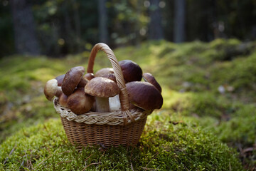Mashrooms Boletus in wicker basket in forest. Organic food mashrooms.