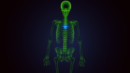 human skeleton vertebral column thoracic vertebrae anatomy 3D Illustration
