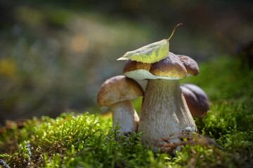 Beautiful Boletus edilus mushrooms in forest. White Boletus mushrooms in green moss.