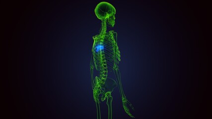 human skeleton vertebral column thoracic vertebrae anatomy 3D Illustration
