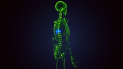 3d render of human skeleton thoracic vertebrae bone anatomy