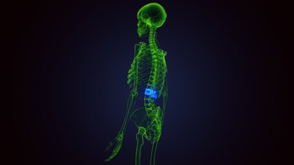 3d render of human skeleton lumbar vertebrae anatomy