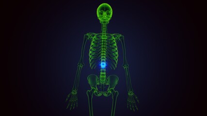 3d render of human skeleton lumbar vertebrae anatomy