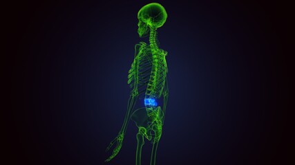 3d render of human skeleton lumbar vertebrae anatomy