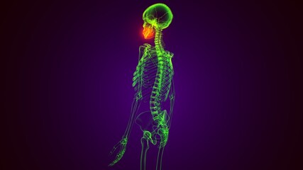 3d render of skeleton Maxilla Bone Anatomy .