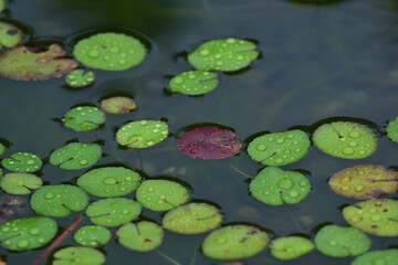 池に浮かぶ小さい円いたくさんの水草