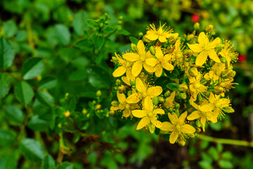 The bush of the medicinal herb St. John's wort in nature