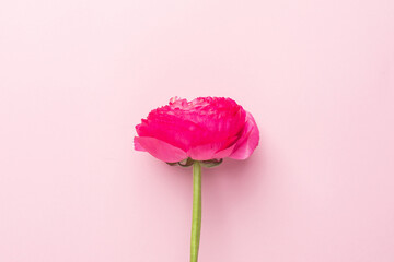 Light pink flower on a pink background minimal style