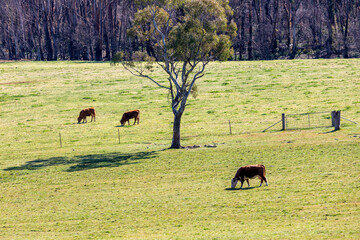 Cows grazing in a green field in regional Australia