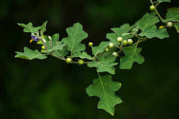 Sparrow's Brinjal or Bitter gourd on tree.