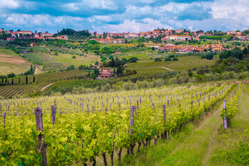 Fototapeta premium Amazing vineyard with spectacular cityscape, Chianti region, Tuscany, Italy, Europe