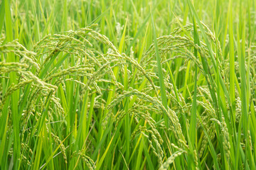 稲穂　
