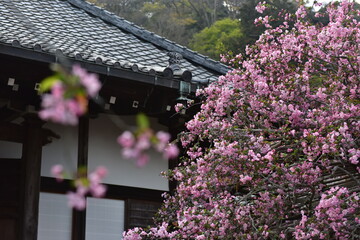 日本の春の花・満開の海棠 を鎌倉のお寺で堪能する